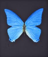 Damien Hirst PROVIDENCE Etching, Blue Butterfly - Sold for $8,320 on 11-04-2023 (Lot 707).jpg